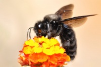 Drvodelka fialova 5929